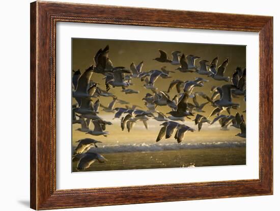 Gulls At Oswald West State Park, OR-Justin Bailie-Framed Photographic Print