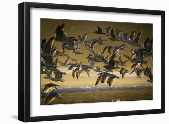 Gulls At Oswald West State Park, OR-Justin Bailie-Framed Photographic Print