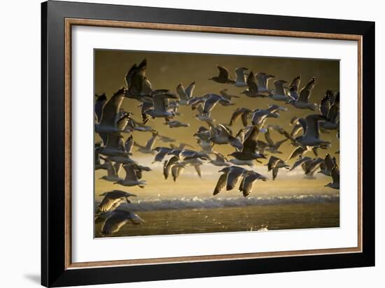 Gulls At Oswald West State Park, OR-Justin Bailie-Framed Photographic Print