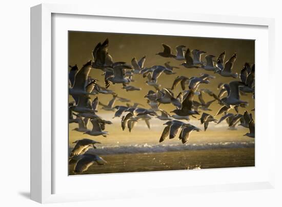 Gulls At Oswald West State Park, OR-Justin Bailie-Framed Photographic Print