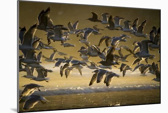 Gulls At Oswald West State Park, OR-Justin Bailie-Mounted Photographic Print