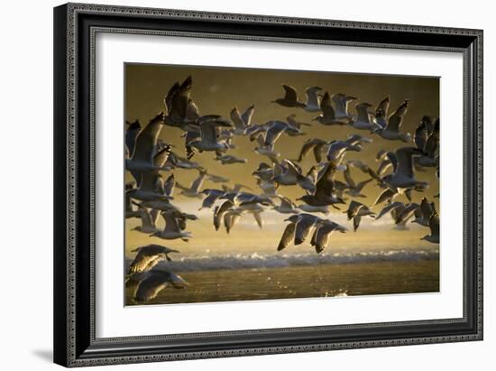 Gulls At Oswald West State Park, OR-Justin Bailie-Framed Photographic Print