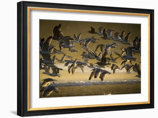 Gulls At Oswald West State Park, OR-Justin Bailie-Framed Photographic Print