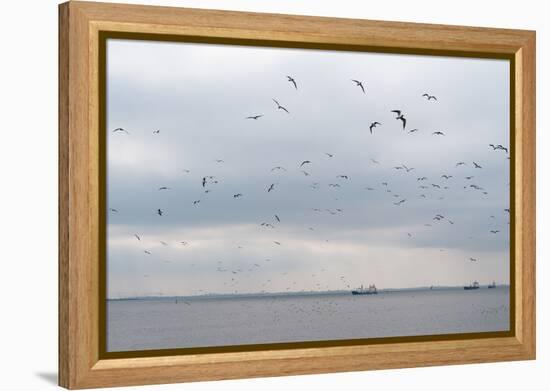 Gulls Flying over the Sea-Torsten Richter-Framed Premier Image Canvas