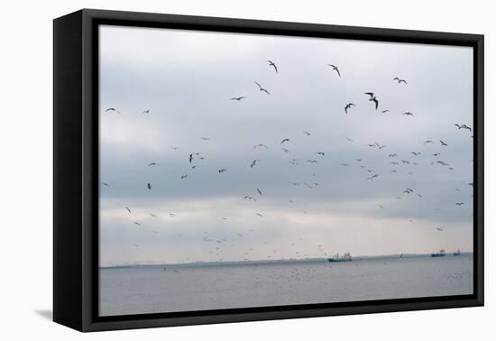 Gulls Flying over the Sea-Torsten Richter-Framed Premier Image Canvas