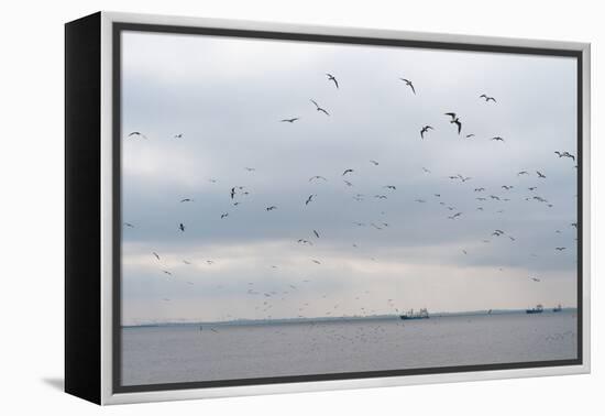 Gulls Flying over the Sea-Torsten Richter-Framed Premier Image Canvas