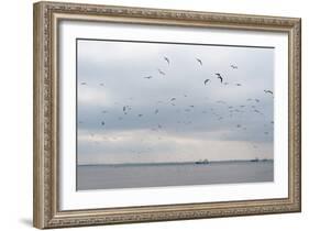 Gulls Flying over the Sea-Torsten Richter-Framed Photographic Print