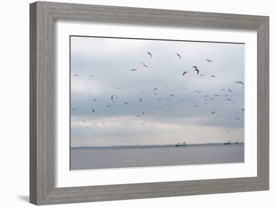 Gulls Flying over the Sea-Torsten Richter-Framed Photographic Print