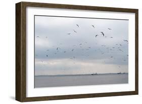 Gulls Flying over the Sea-Torsten Richter-Framed Photographic Print
