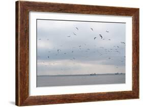 Gulls Flying over the Sea-Torsten Richter-Framed Photographic Print