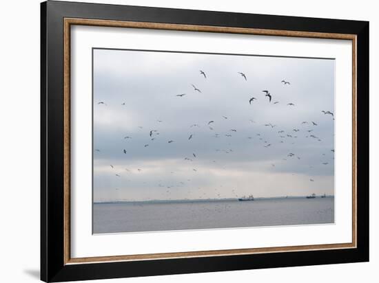 Gulls Flying over the Sea-Torsten Richter-Framed Photographic Print