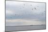Gulls Flying over the Sea-Torsten Richter-Mounted Photographic Print