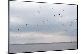 Gulls Flying over the Sea-Torsten Richter-Mounted Photographic Print