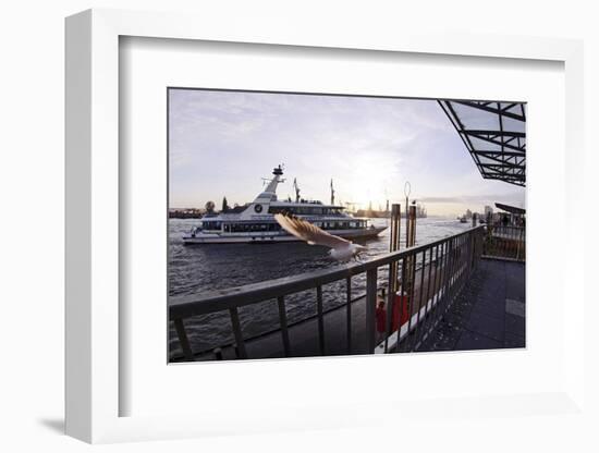 Gulls on Railing, Evening Mood, St. Pauli Piers, Hanseatic City Hamburg, Germany-Axel Schmies-Framed Photographic Print
