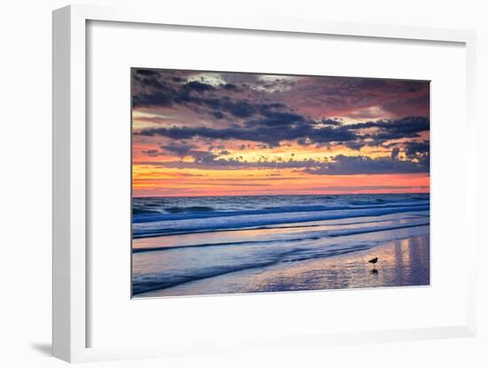 Gulls on the Shore II-Alan Hausenflock-Framed Photo