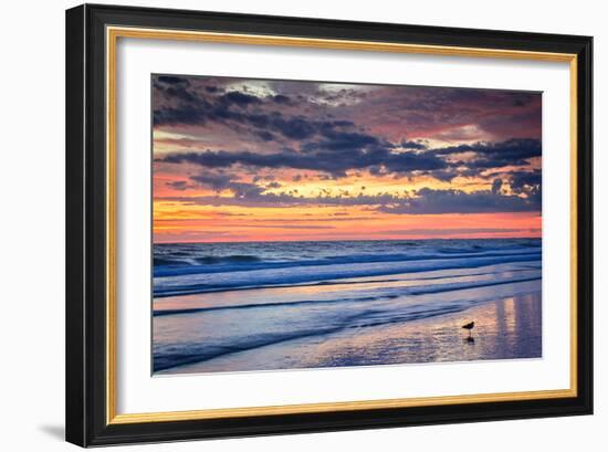 Gulls on the Shore II-Alan Hausenflock-Framed Photo