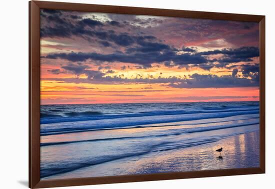 Gulls on the Shore II-Alan Hausenflock-Framed Photo