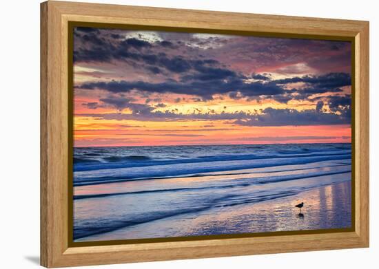 Gulls on the Shore II-Alan Hausenflock-Framed Stretched Canvas