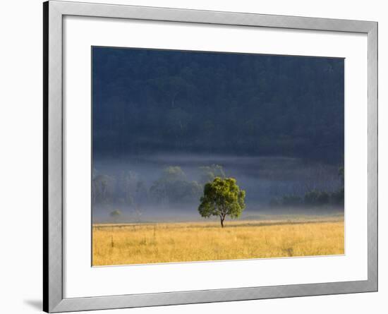 Gum Tree, Kosciuszko National Park, New South Wales, Australia, Pacific-Schlenker Jochen-Framed Photographic Print