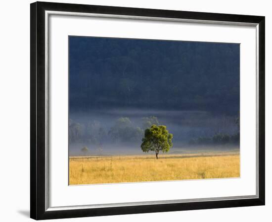 Gum Tree, Kosciuszko National Park, New South Wales, Australia, Pacific-Schlenker Jochen-Framed Photographic Print