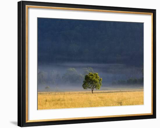 Gum Tree, Kosciuszko National Park, New South Wales, Australia, Pacific-Schlenker Jochen-Framed Photographic Print