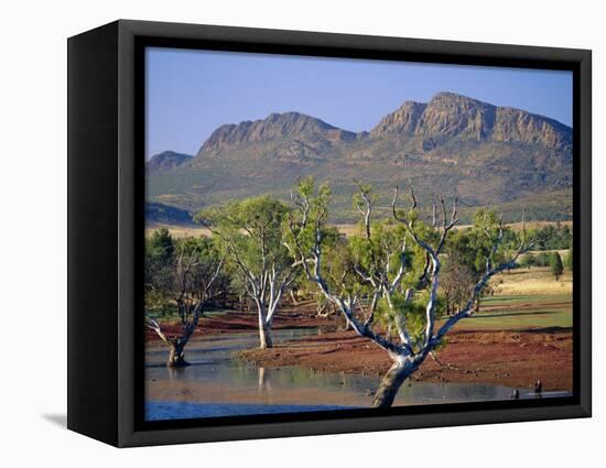 Gum Trees in a Billabong at the South West Escarpment of Wilpena Pound, South Australia, Australia-Robert Francis-Framed Premier Image Canvas