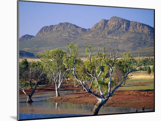 Gum Trees in a Billabong at the South West Escarpment of Wilpena Pound, South Australia, Australia-Robert Francis-Mounted Photographic Print