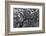 Gum Trees Near Recoleta Section of Buenos Aires-James White-Framed Photographic Print