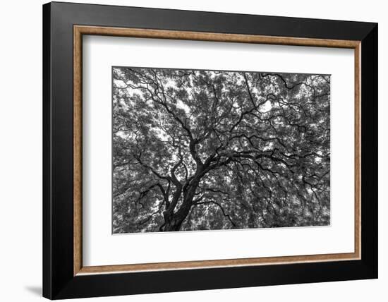 Gum Trees Near Recoleta Section of Buenos Aires-James White-Framed Photographic Print