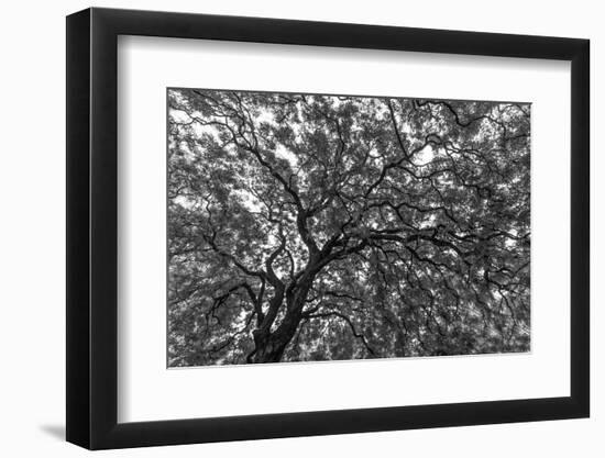 Gum Trees Near Recoleta Section of Buenos Aires-James White-Framed Photographic Print