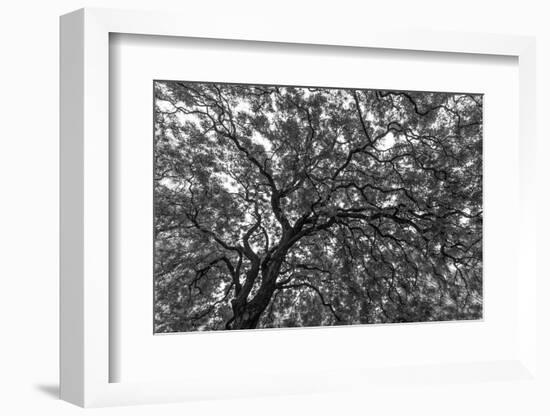 Gum Trees Near Recoleta Section of Buenos Aires-James White-Framed Photographic Print