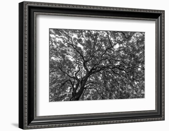 Gum Trees Near Recoleta Section of Buenos Aires-James White-Framed Photographic Print