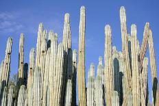 Giant Cactus-Gumbao-Framed Premier Image Canvas