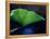 Gunnera Leaf-Lincoln Seligman-Framed Premier Image Canvas
