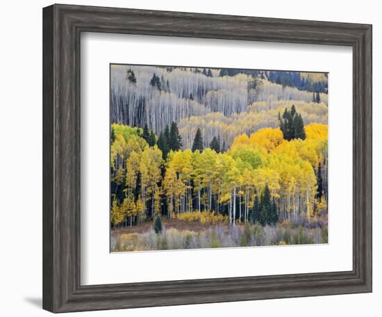 Gunnison National Forest, Colorado, USA-Jamie & Judy Wild-Framed Photographic Print