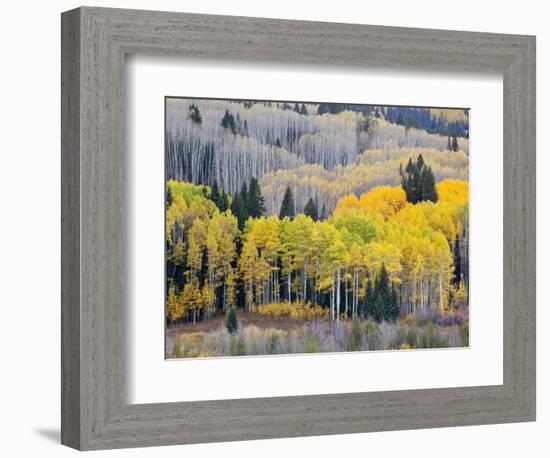 Gunnison National Forest, Colorado, USA-Jamie & Judy Wild-Framed Photographic Print