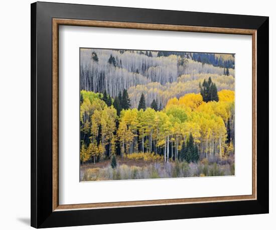 Gunnison National Forest, Colorado, USA-Jamie & Judy Wild-Framed Photographic Print