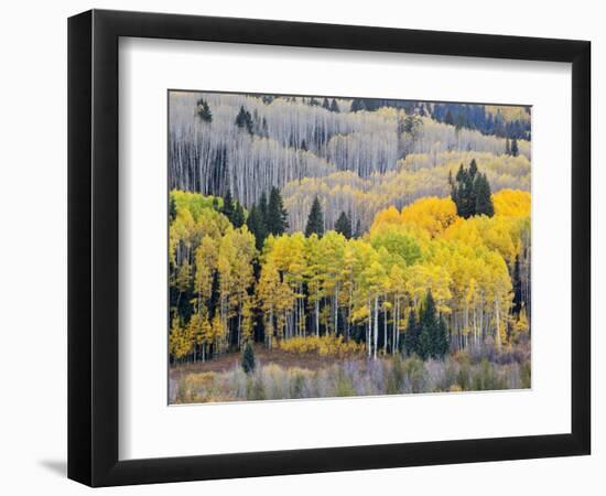 Gunnison National Forest, Colorado, USA-Jamie & Judy Wild-Framed Photographic Print