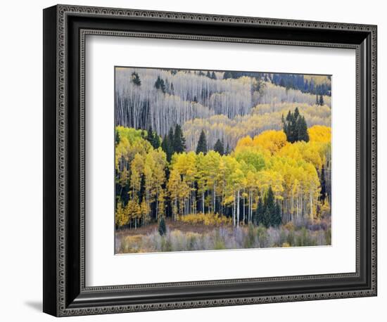 Gunnison National Forest, Colorado, USA-Jamie & Judy Wild-Framed Photographic Print