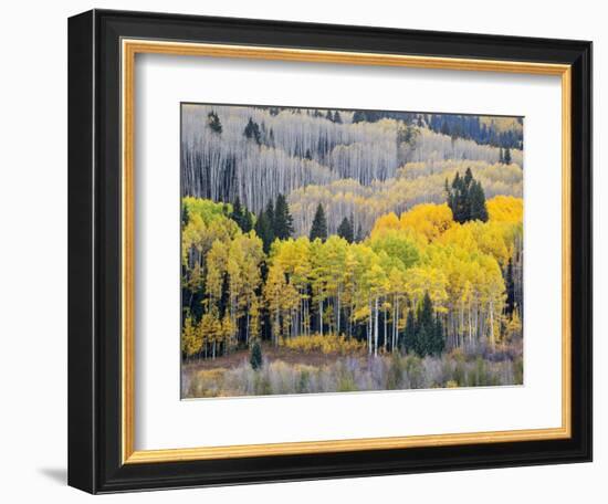 Gunnison National Forest, Colorado, USA-Jamie & Judy Wild-Framed Photographic Print