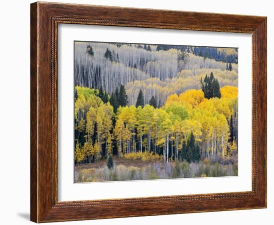 Gunnison National Forest, Colorado, USA-Jamie & Judy Wild-Framed Photographic Print