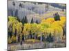 Gunnison National Forest, Colorado, USA-Jamie & Judy Wild-Mounted Photographic Print