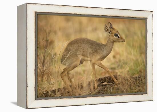 Gunther's Dik-Dik-Joe McDonald-Framed Premier Image Canvas