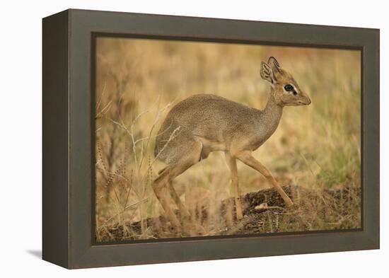 Gunther's Dik-Dik-Joe McDonald-Framed Premier Image Canvas