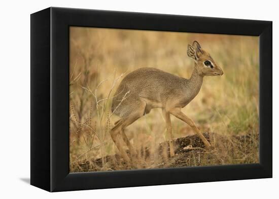 Gunther's Dik-Dik-Joe McDonald-Framed Premier Image Canvas