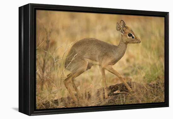 Gunther's Dik-Dik-Joe McDonald-Framed Premier Image Canvas