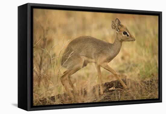 Gunther's Dik-Dik-Joe McDonald-Framed Premier Image Canvas