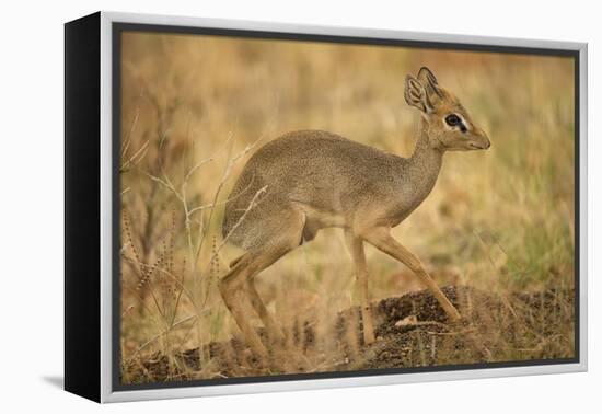 Gunther's Dik-Dik-Joe McDonald-Framed Premier Image Canvas