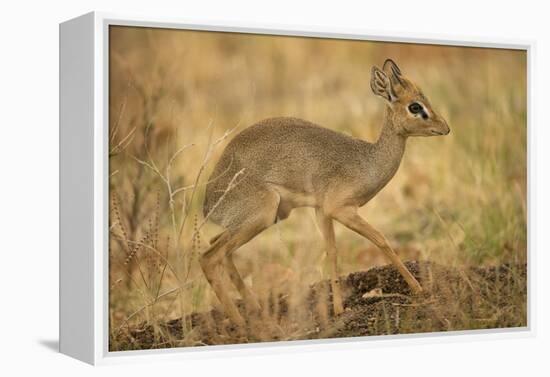 Gunther's Dik-Dik-Joe McDonald-Framed Premier Image Canvas