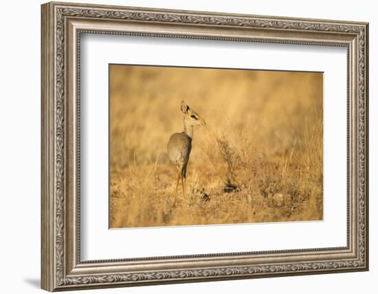 Gunther's Dik-Dik-Joe McDonald-Framed Photographic Print